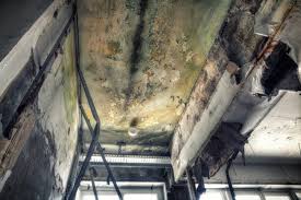 Trusted Charlotte, TX Mold Inspection Experts